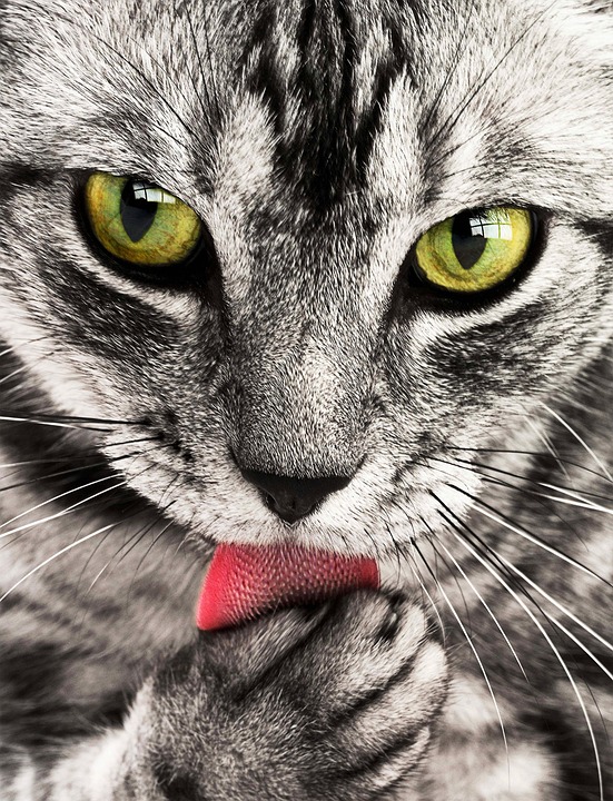 Entwurmung Katze: Wann und wie oft?