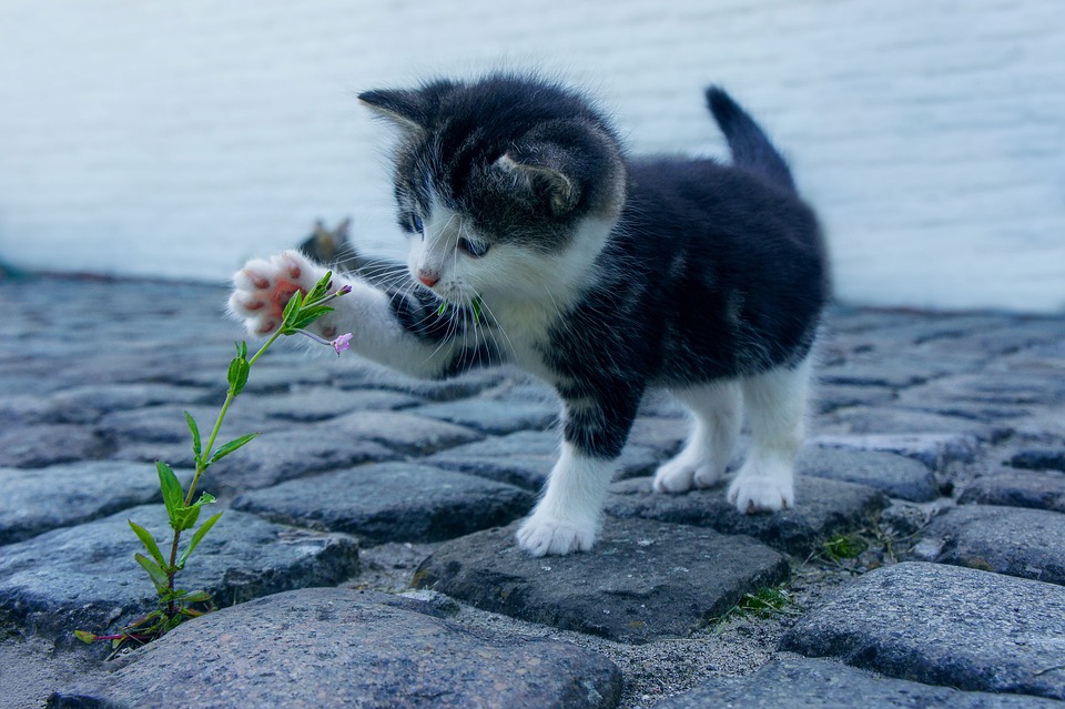 FIP Katze: Diagnose und Behandlung der Infektionskrankheit