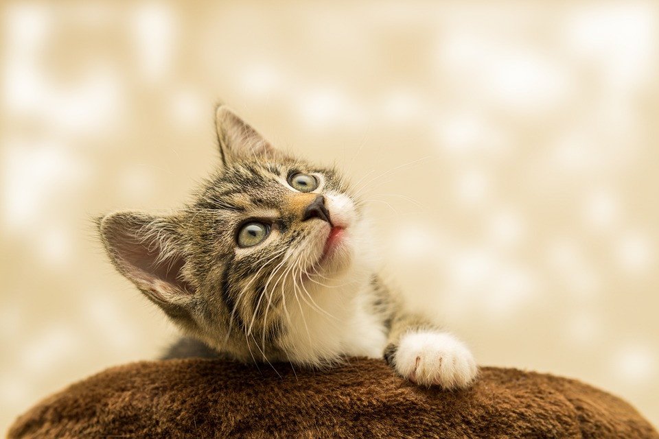 FORL Katze: Erkennen und Behandeln der Zahnkrankheit
