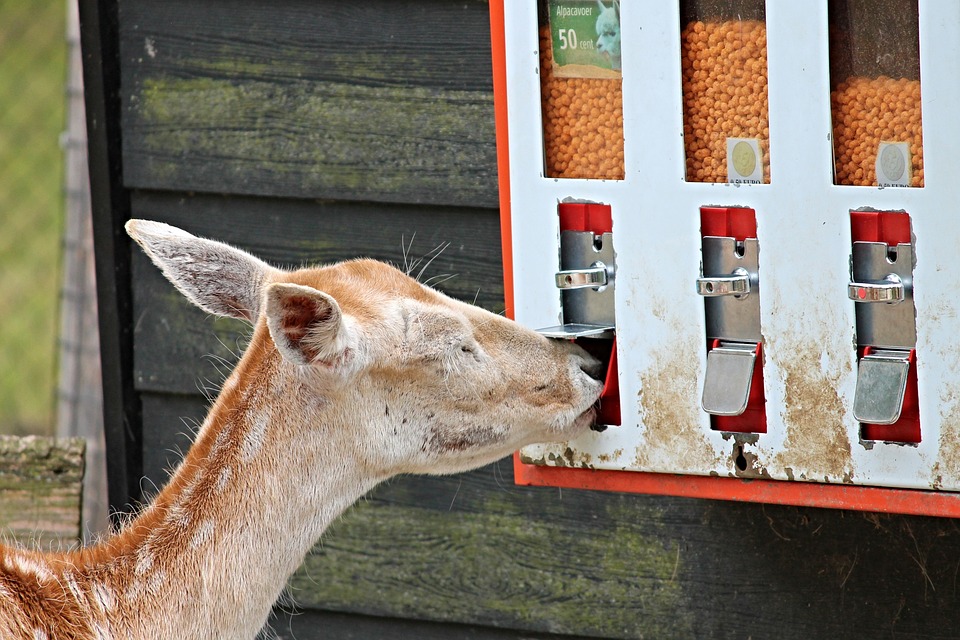 Futterautomat Katze: Die besten Modelle im Vergleich