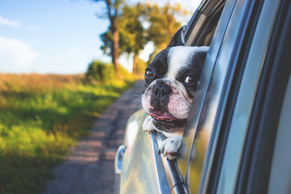 Grannen Hund: Gefahren und Erste Hilfe