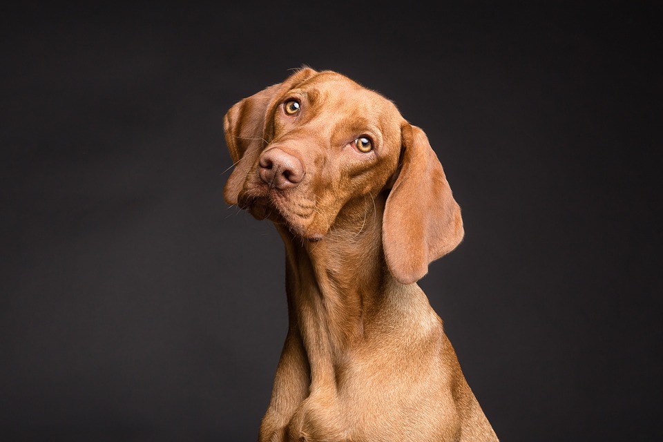 Grasmilben Hund: Behandlung und Vorbeugung