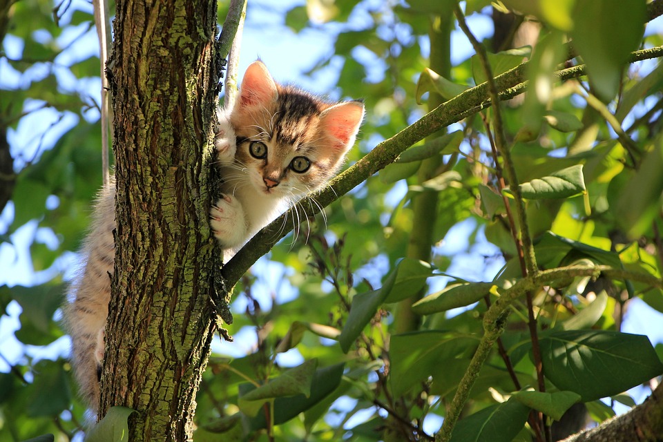 Größte Katze der Welt: Die imposantesten Rassen