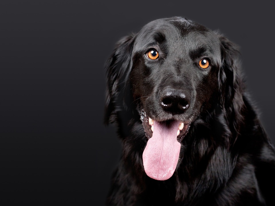 Grünlippmuschel Hund: Natürliches Ergänzungsmittel