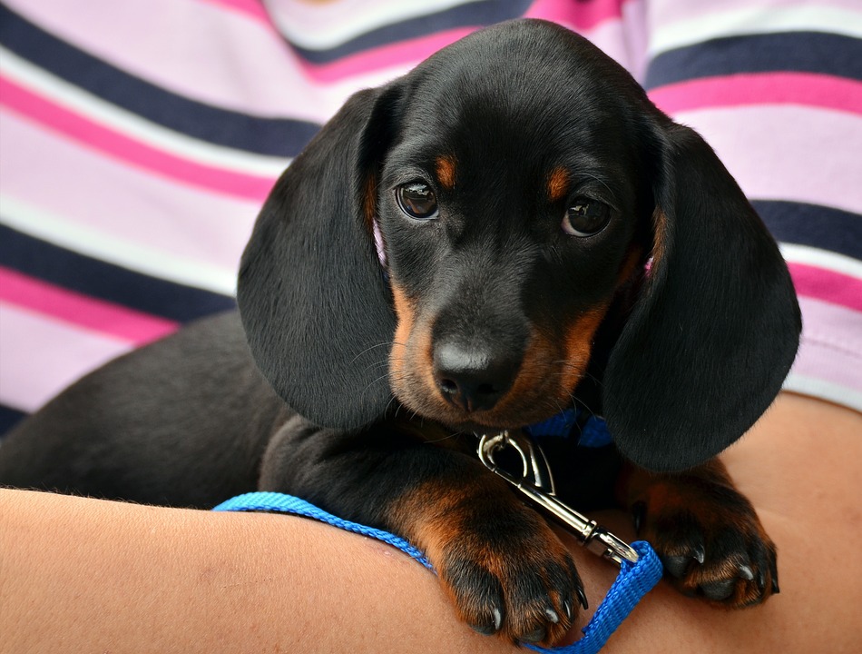 Hund Frisst Nicht: Ursachen und was zu tun ist