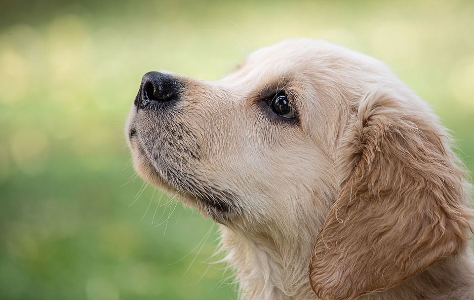 Hund Malen: Kreative Techniken und Tipps