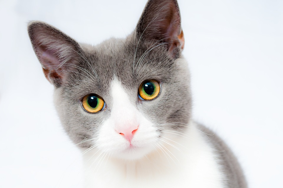 Katze Entwurmen: Wann und wie?