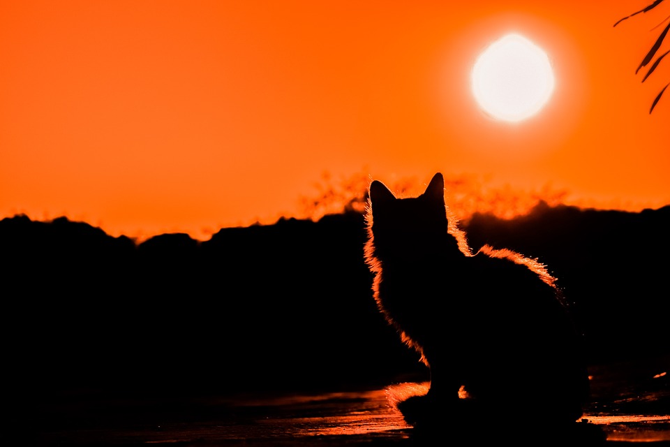 Katze Kastrieren Kosten: Preise und Vorteile
