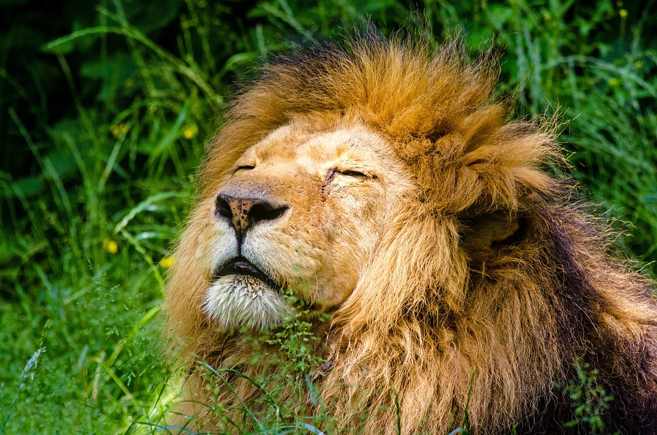 Katze Krallen Schneiden: Anleitung und Tipps