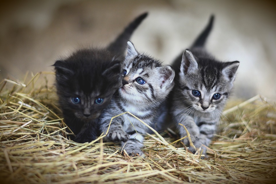 Katze Niest: Mögliche Ursachen und was zu tun ist