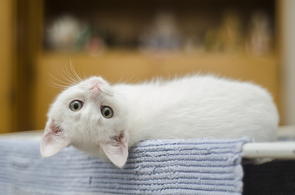 Katze Riecht am Futter aber Frisst Nicht: Was zu tun ist