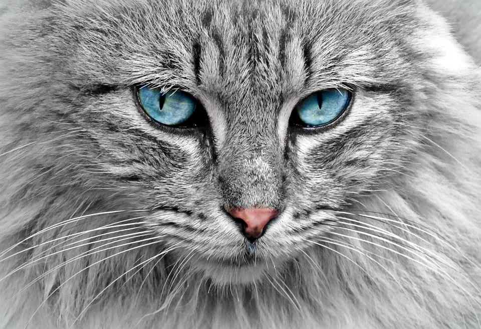 Katze Schminken: Schritt-für-Schritt-Anleitung für Karneval