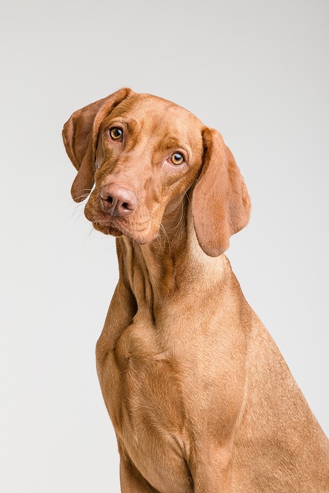 Kleinster Hund der Welt: Rekorde und interessante Fakten