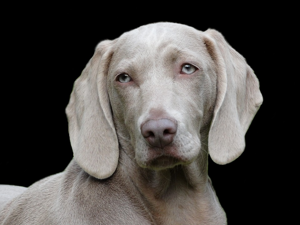 Kohletabletten Hund: Anwendung bei Magen-Darm-Problemen