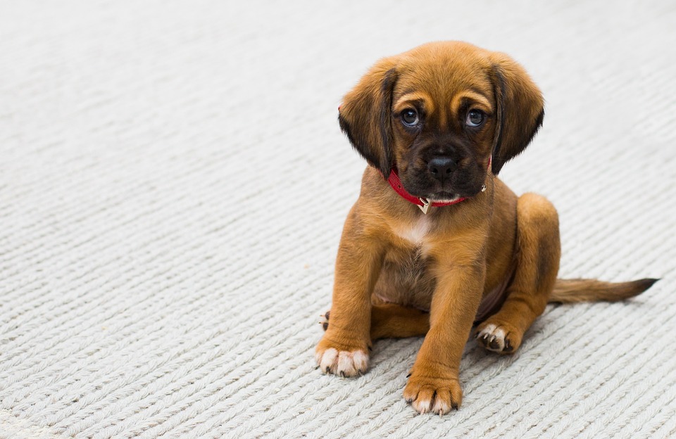 Kreuzbandriss Hund: Diagnose und Behandlung