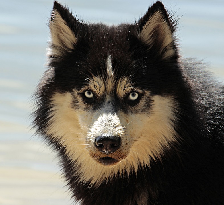 Kühlmatte Hund: Sommerliche Abkühlung für deinen Vierbeiner