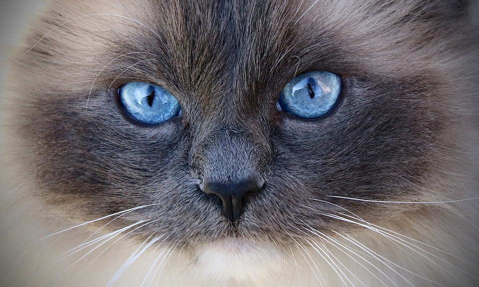 Ragdoll Katze: Die sanftmütigen Riesen