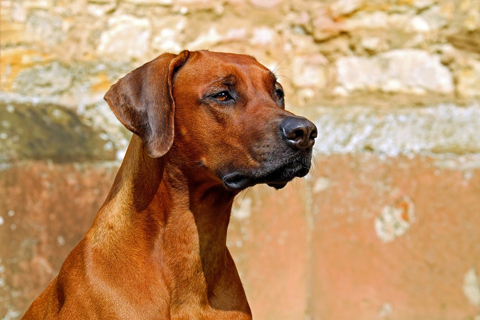 Ridgeback Hund: Der Löwenjäger aus Afrika