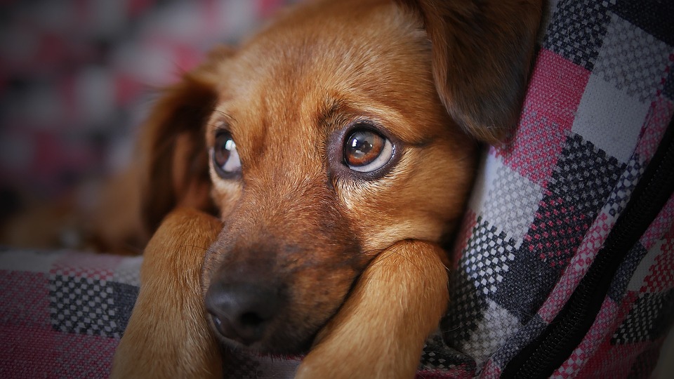 Schonkost Hund: Wenn der Magen rebelliert