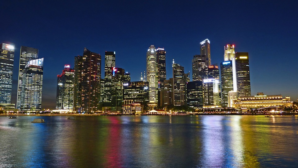 Singapura Katze: Die kleinsten Katzen der Welt