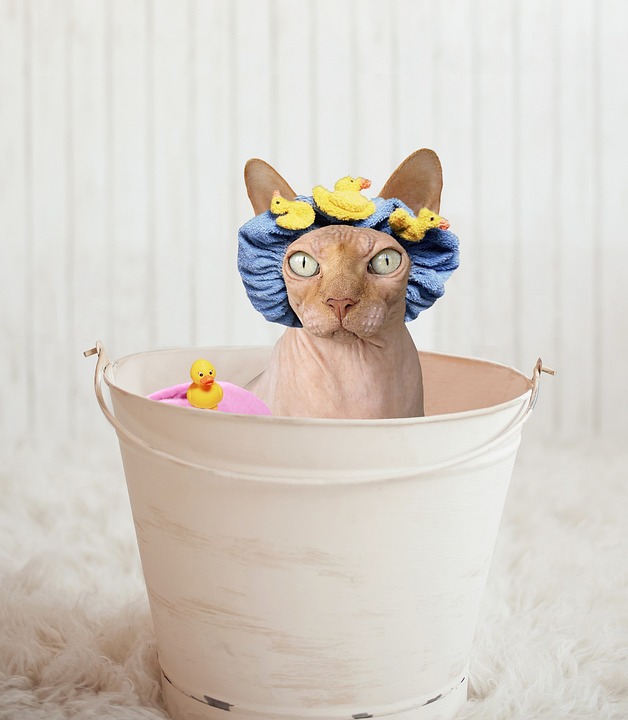 Sphynx Katze Kaufen: Was zu beachten ist