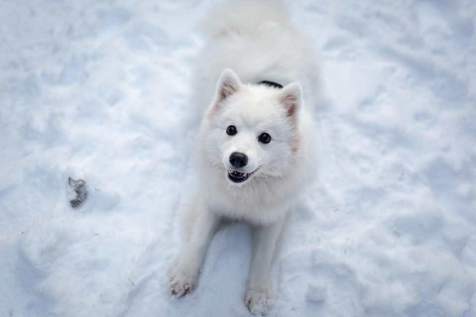 Spitz Hund: Ein Leitfaden für diese charakterstarke Rasse