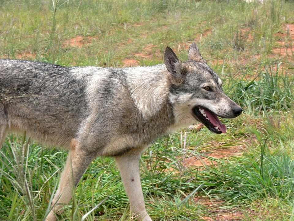 Tollwut Impfung Hund: Wichtiges zur Vakzine