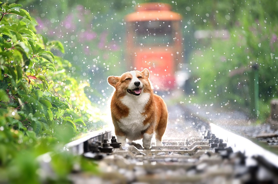 Traumeel Hund: Homöopathie in der Tiermedizin