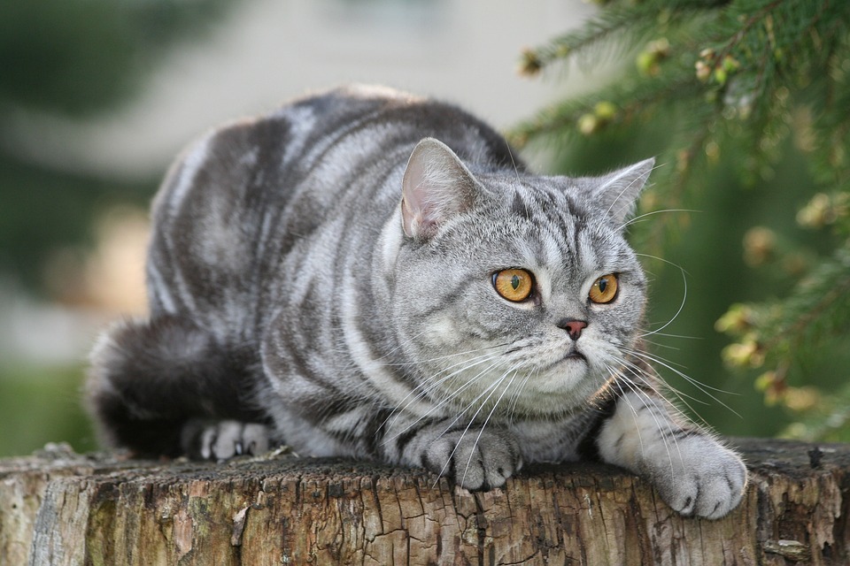 Whiskas Katze: Ernährung und Produktbewertung