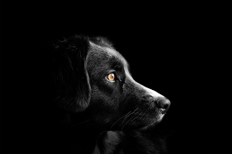 Zeckenmittel Hund: Effektive Produkte im Vergleich