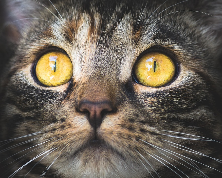 Zeckenmittel Katze: Die besten Produkte im Vergleich