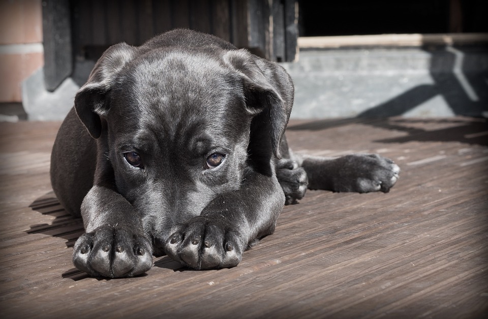 Zeckenschutz Hund: Die besten Mittel und Methoden