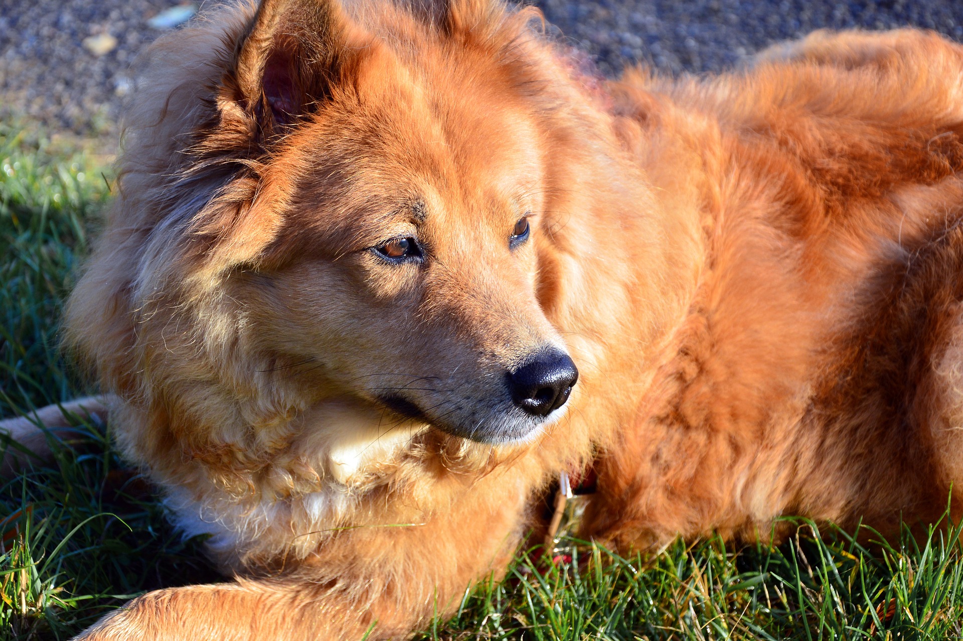 Elo Hund: Rasseprofil, Haltung und Pflege