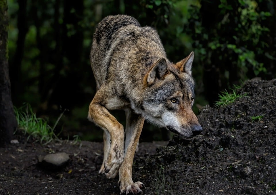 Hunde und Allergien: Symptome und Maßnahmen