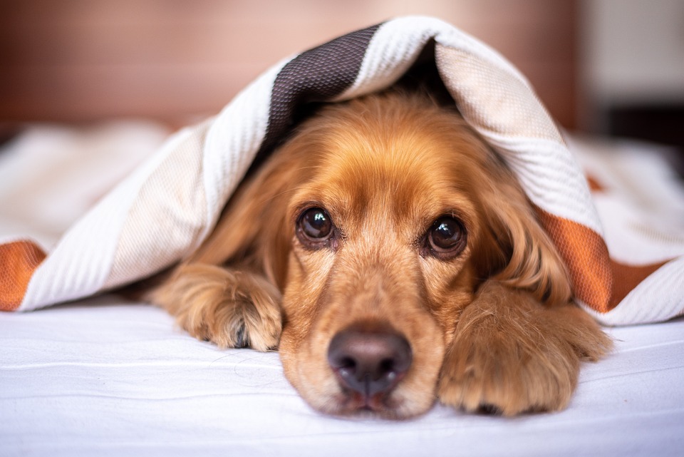Hunde und das Altern: Wie man einen älteren Hund unterstützt