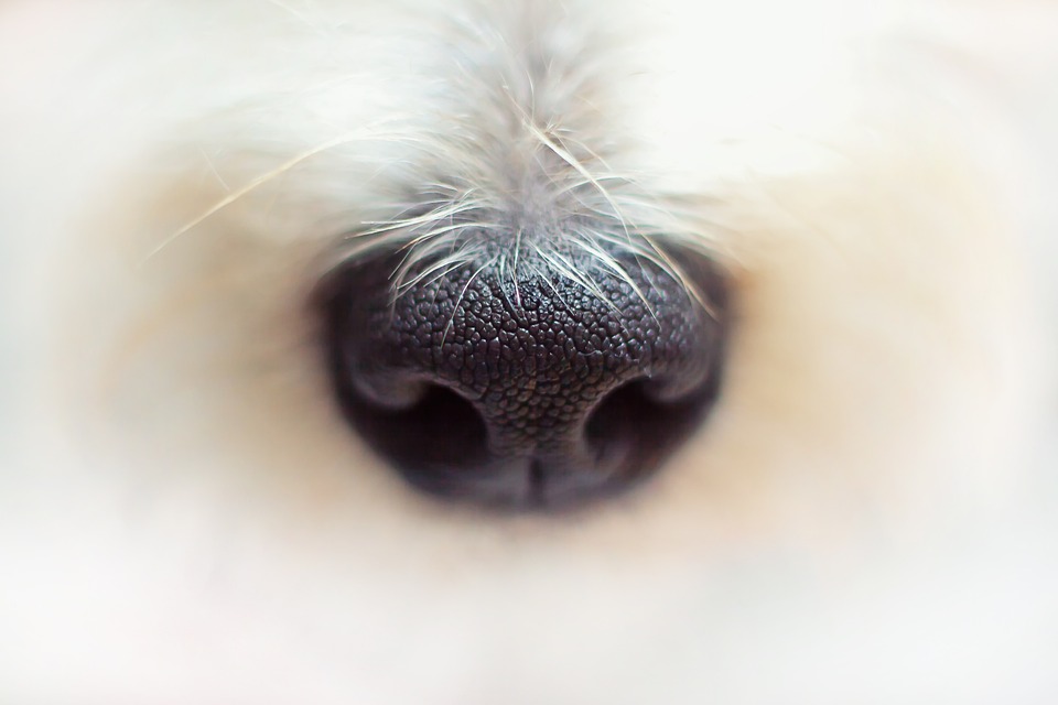Hunde und das Verhalten des Bellen bei Fremden