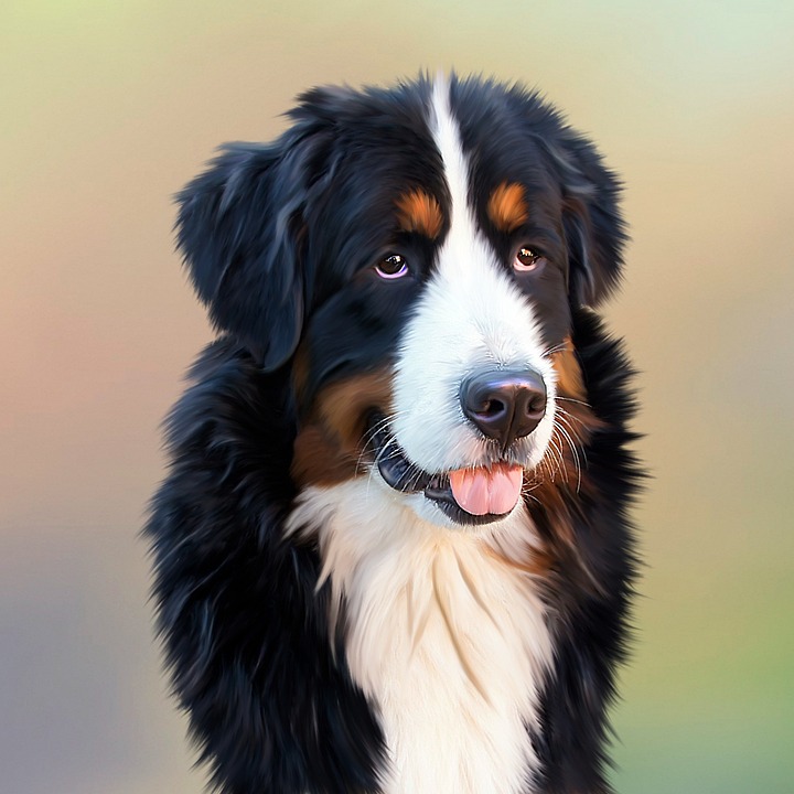 Hunde und ihre Beziehung zu Menschen: Eine lange Geschichte