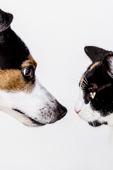 Hunde und ihre erstaunlichen Schwimmfähigkeiten