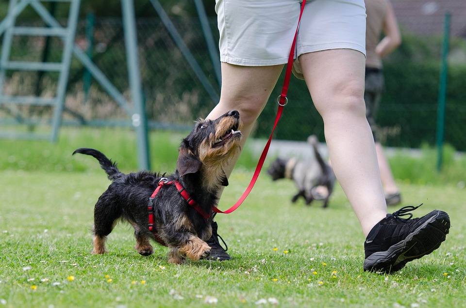 Hundetraining 101: Von der Stubenreinheit bis zur Leinenführigkeit