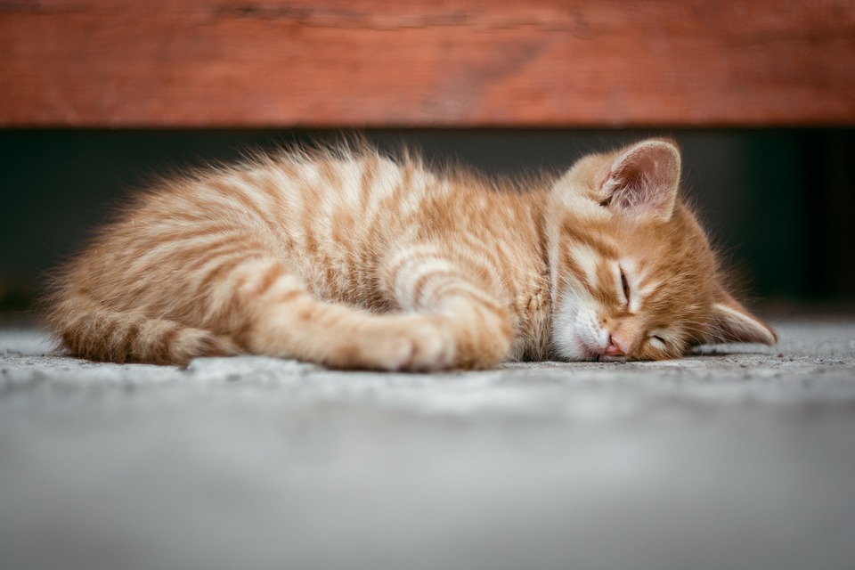 Katzen und Allergien: Was Sie wissen müssen