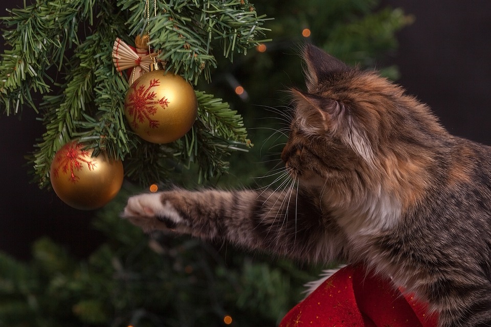 Katzen und das Altern: Wie man eine alternde Katze unterstützt