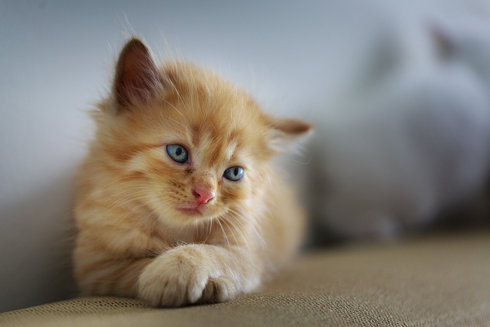 Katzen und das Immunsystem: Wie man ihre Gesundheit stärkt