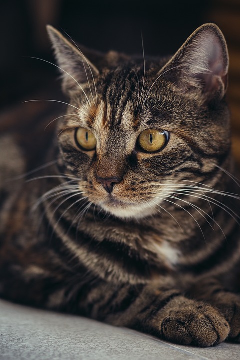 Katzen und das Verhalten des Markierens: Wie man damit umgeht