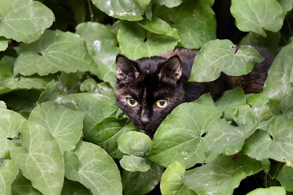 Katzen und ihre Instinkte: Warum jagen sie Vögel und Mäuse?
