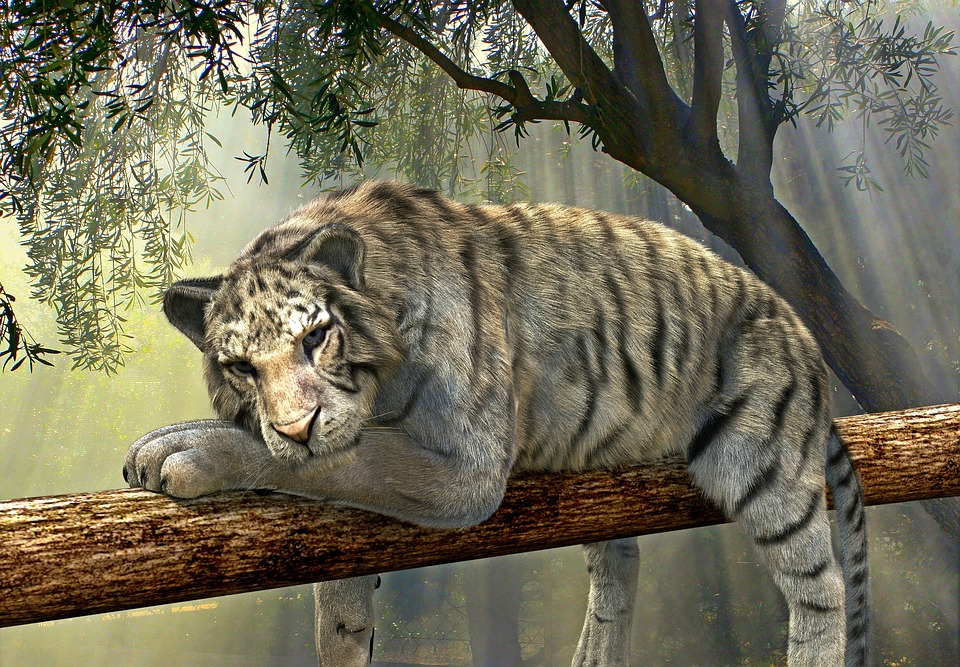 Katzen und ihre erstaunlichen Jagdfähigkeiten