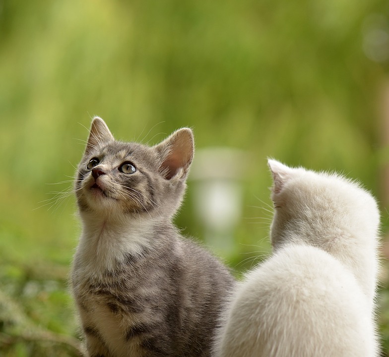 Katzen und ihre erstaunlichen Sinne: Was sie wirklich wahrnehmen
