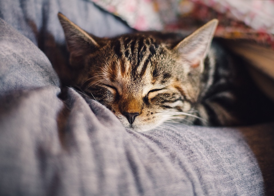Katzenverhalten entschlüsselt: Was Ihre Katze Ihnen sagen möchte