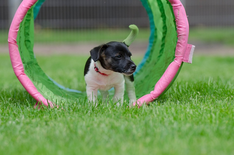 Sozialisierung von Welpen: Ein wichtiger Schritt in der Hundeaufzucht