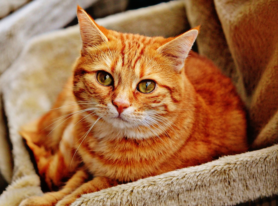 Wie Katzen auf Stress reagieren und wie man sie beruhigen kann