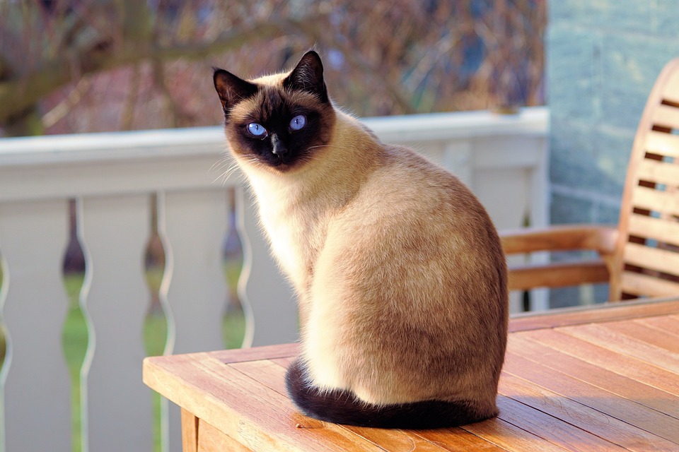 Die Bedeutung von Spielzeit für Katzen